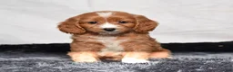 Cavapoo dogs for sale: Warrior - Ad 6