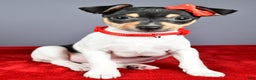 Toy Fox Terrier dogs for sale: Lucky - Ad 7