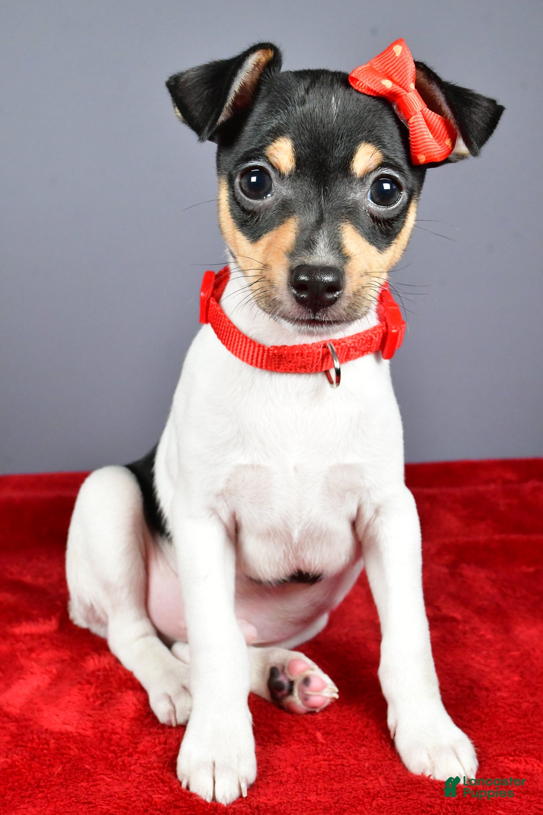 Toy Fox Terrier dogs for sale: Lucky - Ad 7