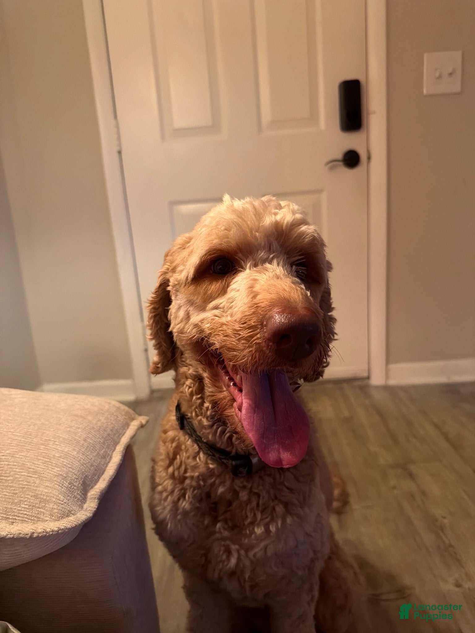 Goldendoodle dogs Goldendoodle 1 - Ad 35