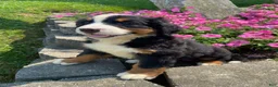 Bernese Mountain Dog dogs for sale: Daisy - Ad 2