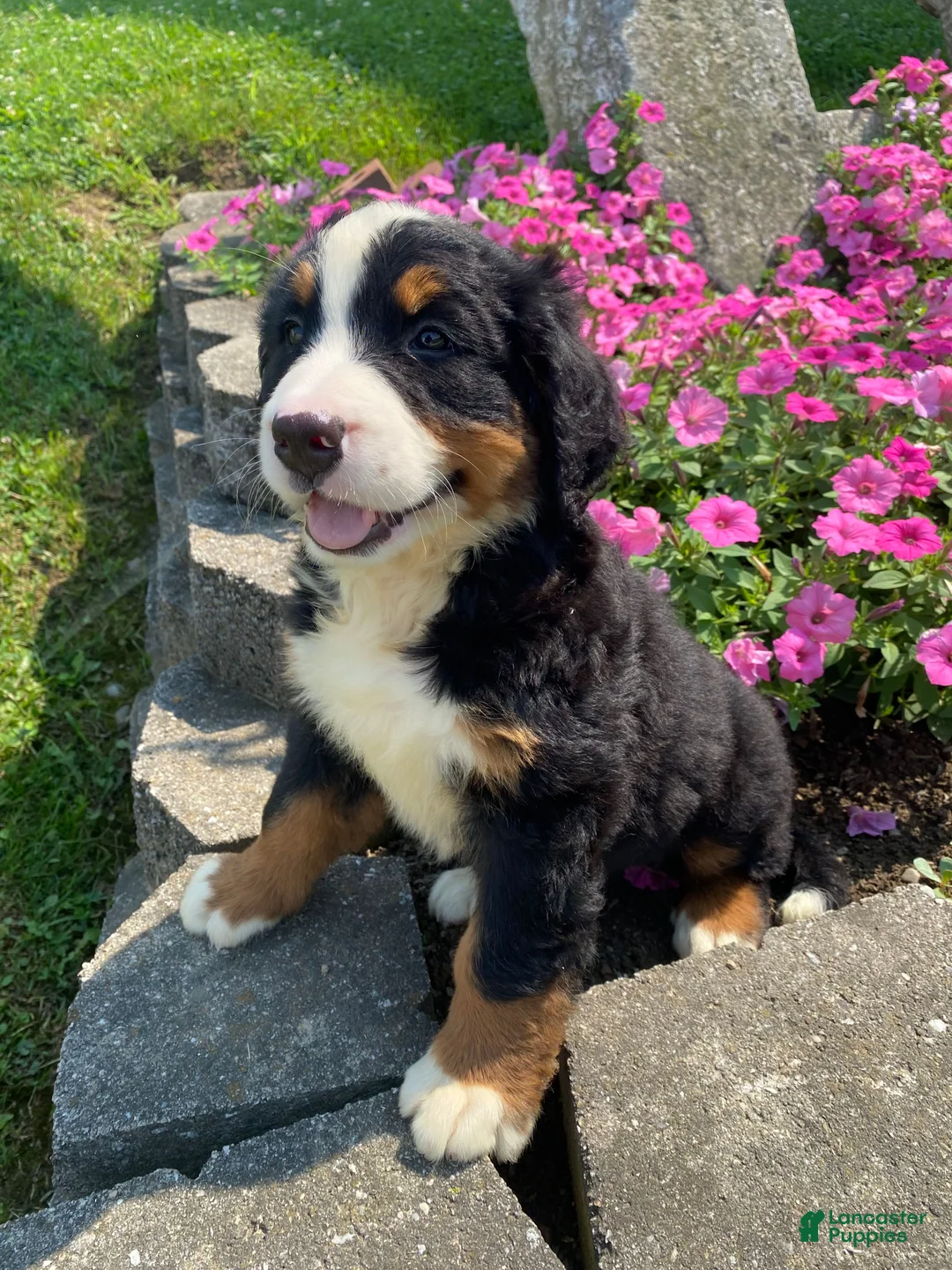 Bernese Mountain Dog dogs for sale: Daisy - Ad 2