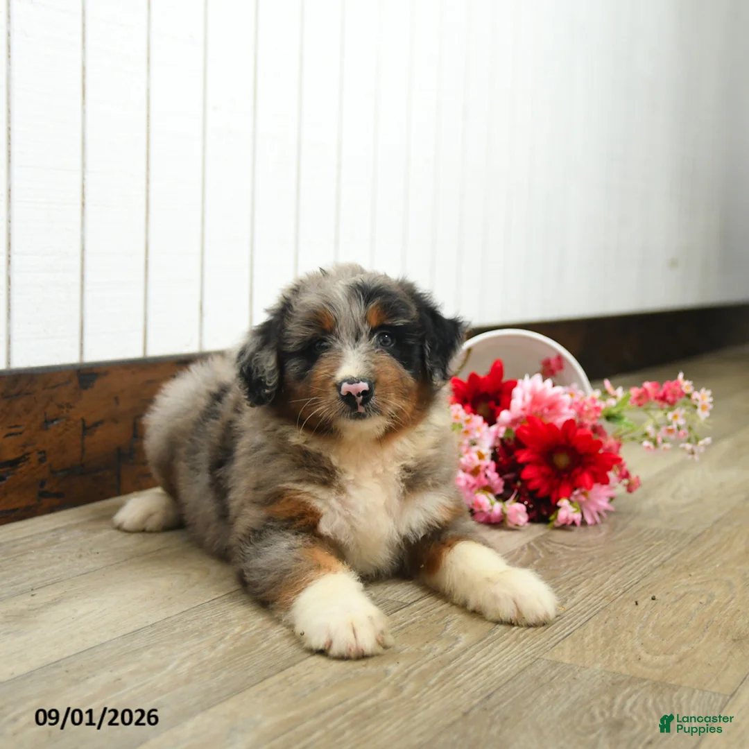 Aussiedoodle dogs for sale: Quillion  - Ad 2