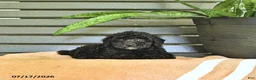 Miniature Poodle dogs for sale: Cassandra - Ad 1