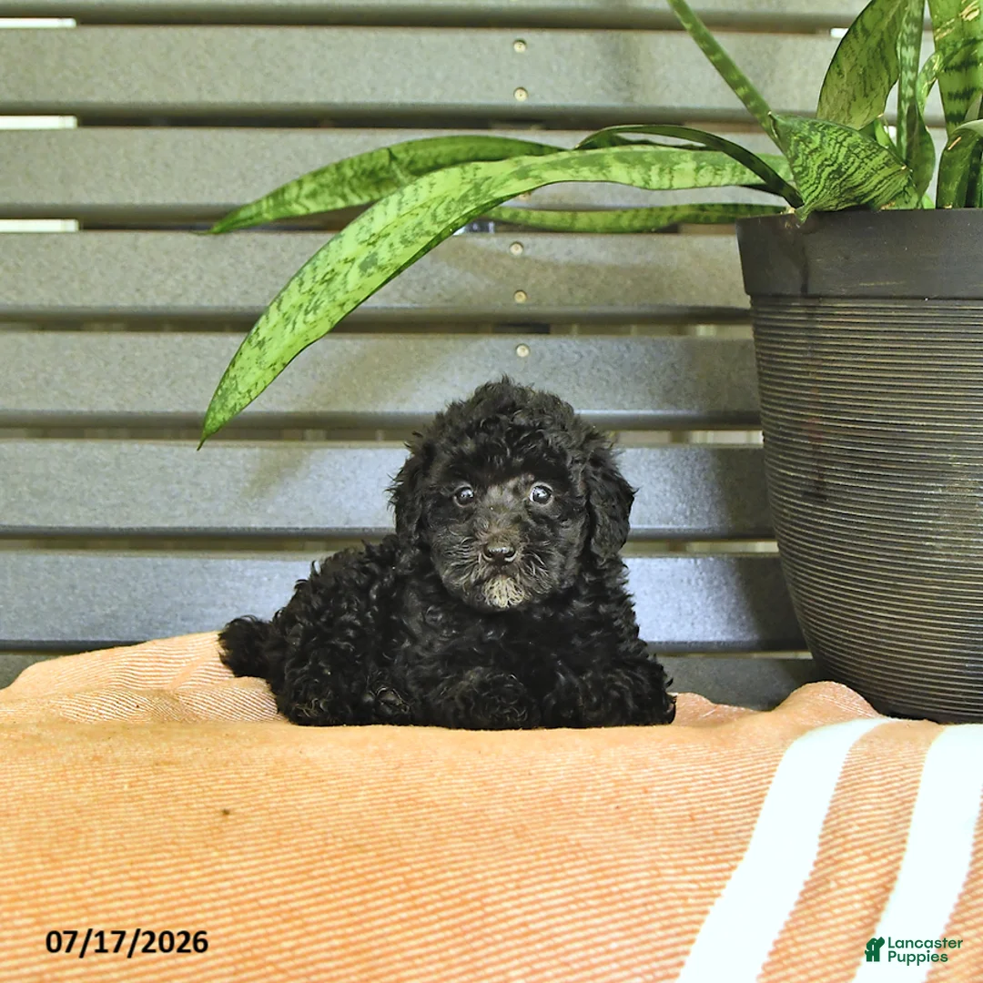Miniature Poodle dogs for sale: Cassandra - Ad 1
