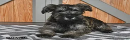 Miniature Schnauzer dogs for sale: Mindy - Ad 4