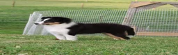 Shetland Sheepdog dogs for sale: Si Si  - Ad 3