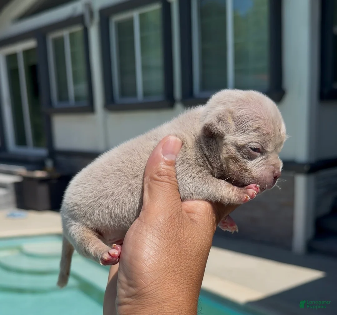 American Bully dogs for sale: American Bully 3 - Ad 1