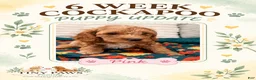 Cockapoo dogs for sale: Pink Collar - Ad 1
