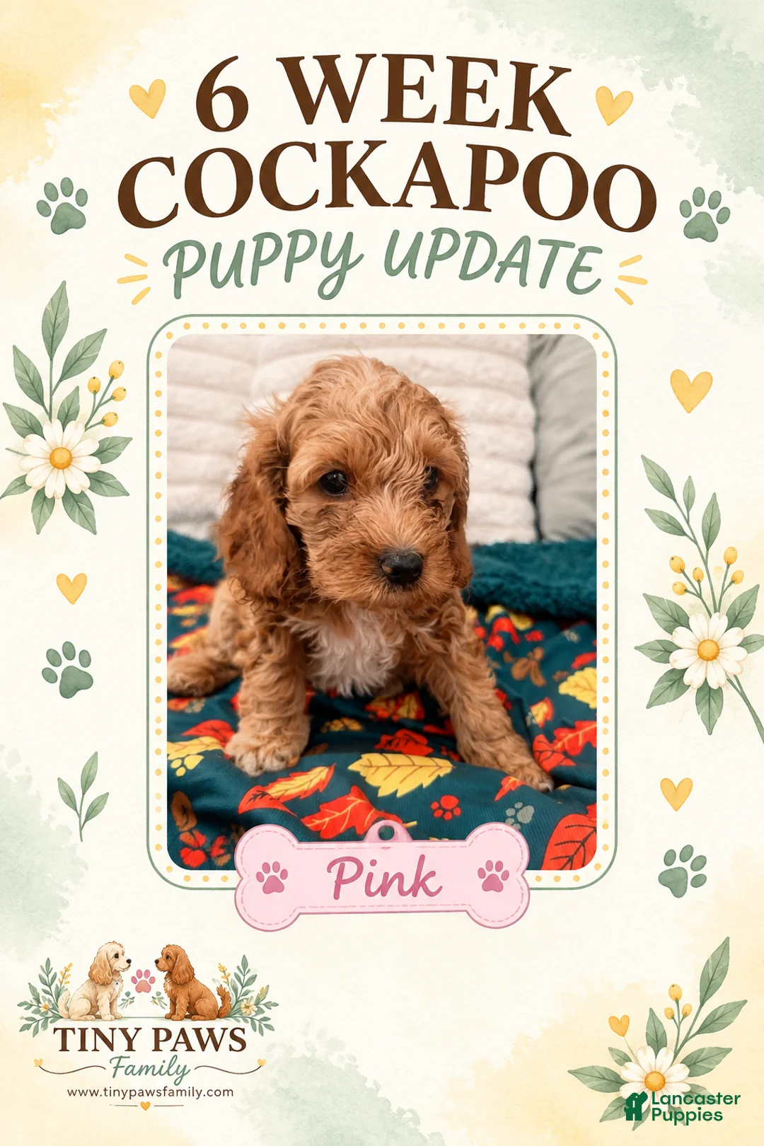 Cockapoo dogs for sale: Pink Collar - Ad 1