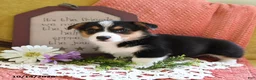 Welsh Corgi Pembroke dogs for sale: Emmy - Ad 4