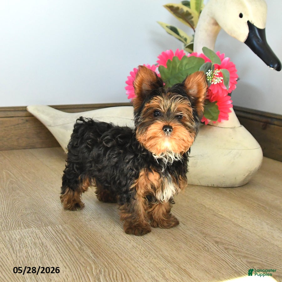 Yorkshire Terrier dogs for sale: Jordan - Ad 3