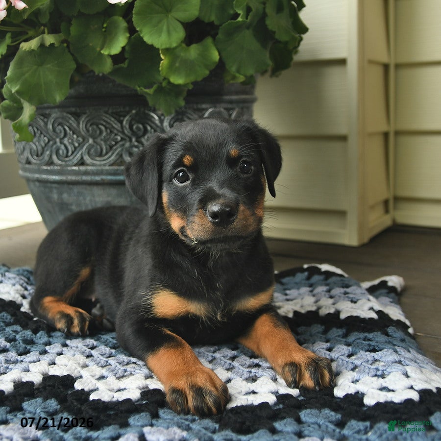 Rottweiler dogs Maple   - Ad 2