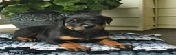 Rottweiler dogs for sale: Maple   - Ad 2