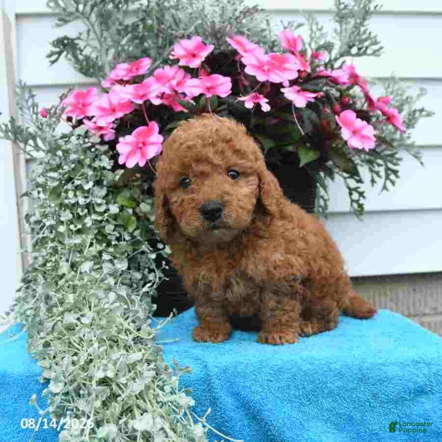 Mini Goldendoodle dogs Kevin - Ad 2