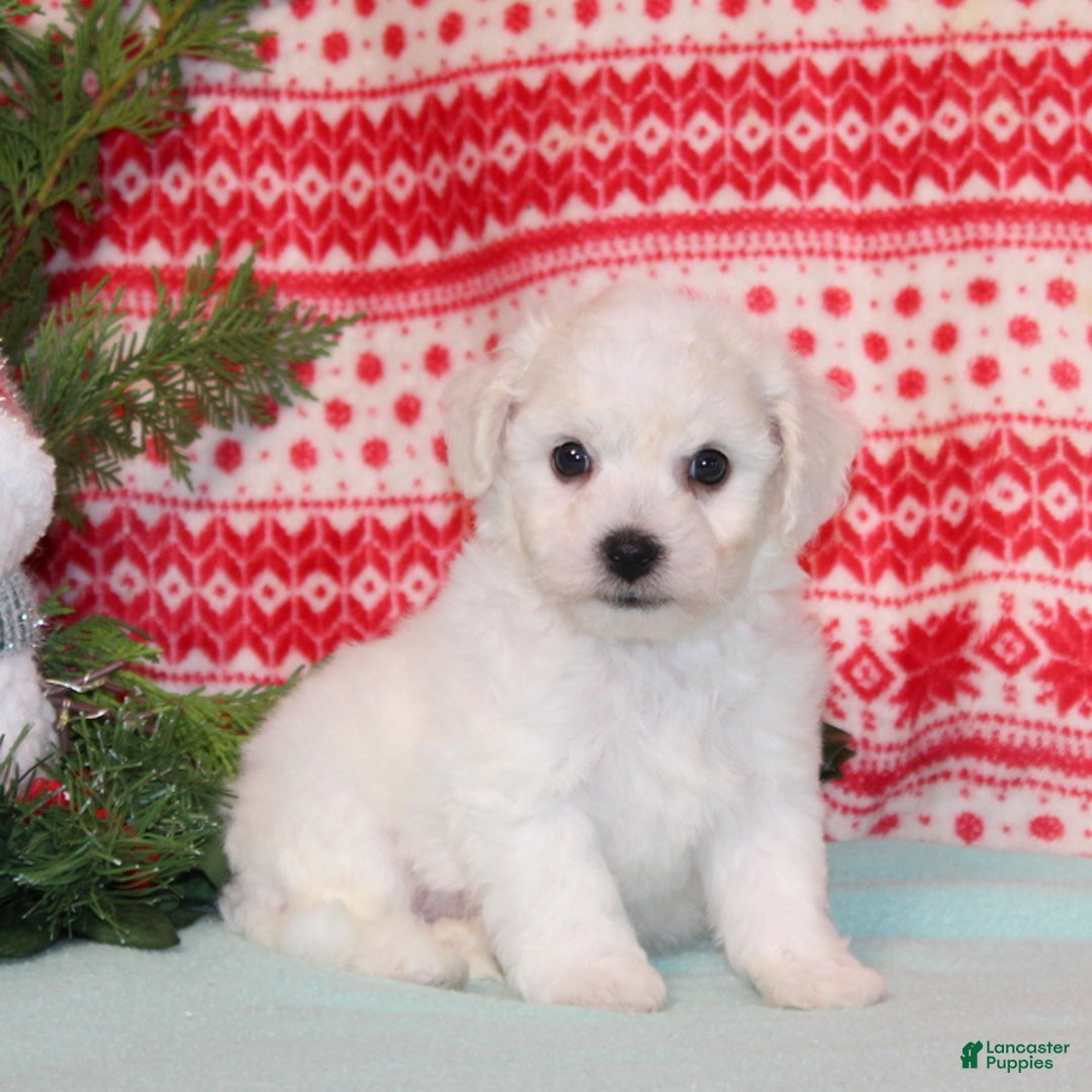 Bichpoo dogs for sale: Yankee - Ad 4