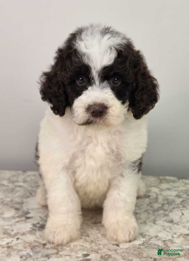 Mini Sheepadoodle dogs Nutella - Ad 20