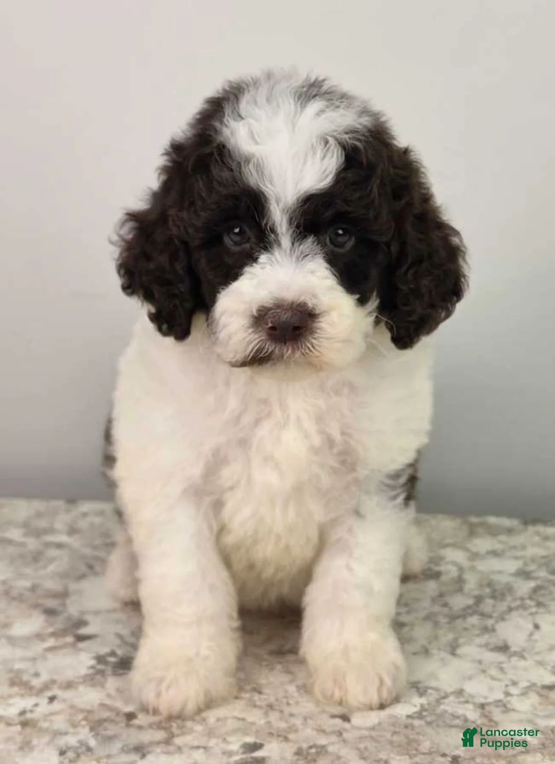 Mini Sheepadoodle dogs for sale: Nutella - Ad 1