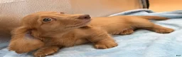Miniature Dachshund dogs for sale: Ch Bred S.African/russian akc - Ad 13