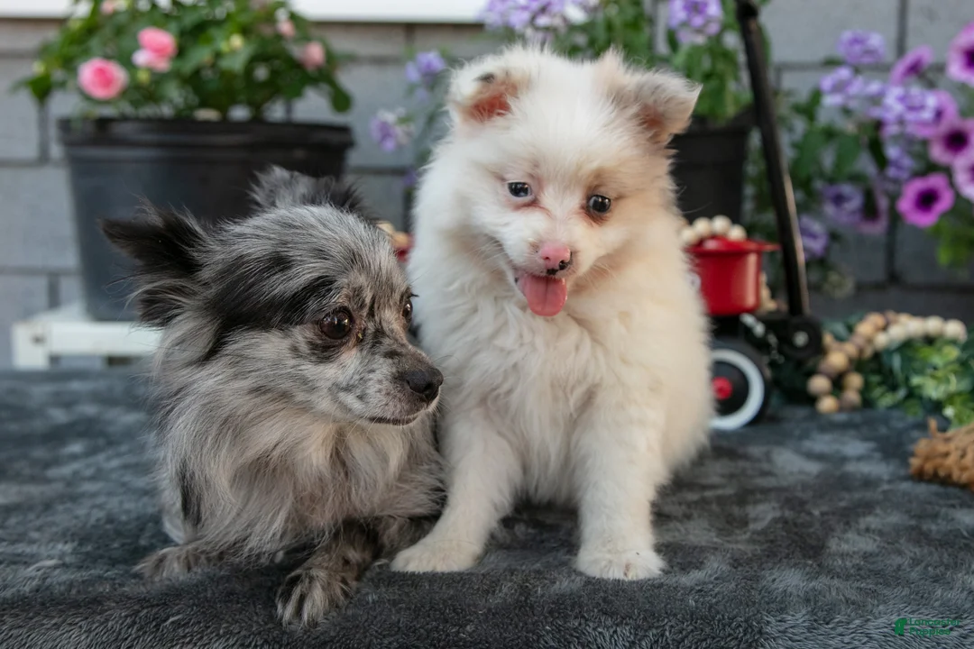 Pomeranian dogs for sale: Fluffy - Ad 4