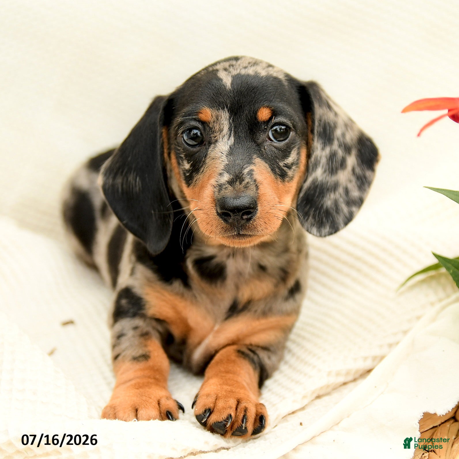 Miniature Dachshund dogs for sale: Gypsy  - Ad 1