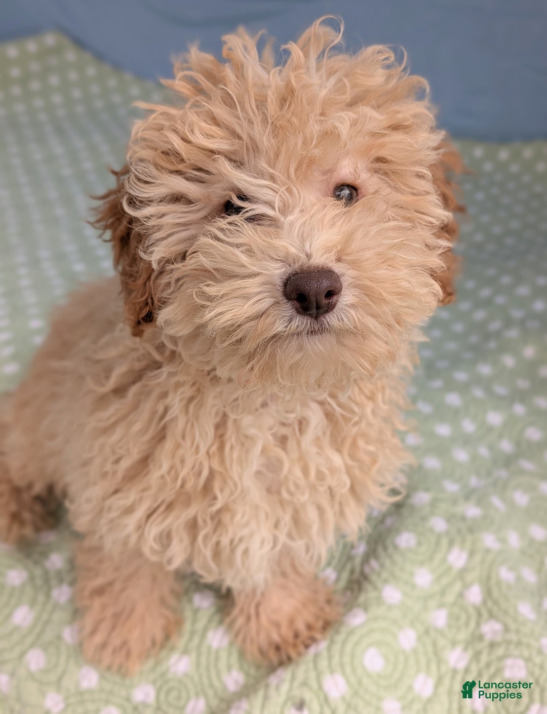 Toy Poodle dogs for sale: Fusilli - Ad 5