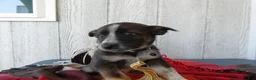 Australian Cattle Dog dogs for sale: Australian Cattle Dog 8 Maddie - Ad 5
