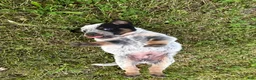 Australian Cattle Dog dogs for sale: Chief - Ad 10