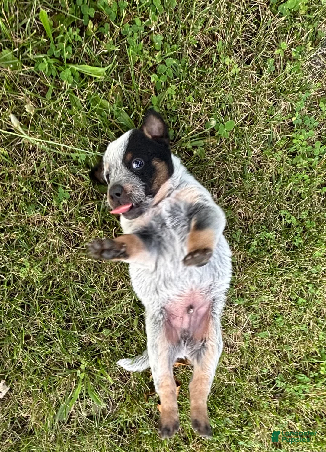 Australian Cattle Dog dogs for sale: Chief - Ad 10