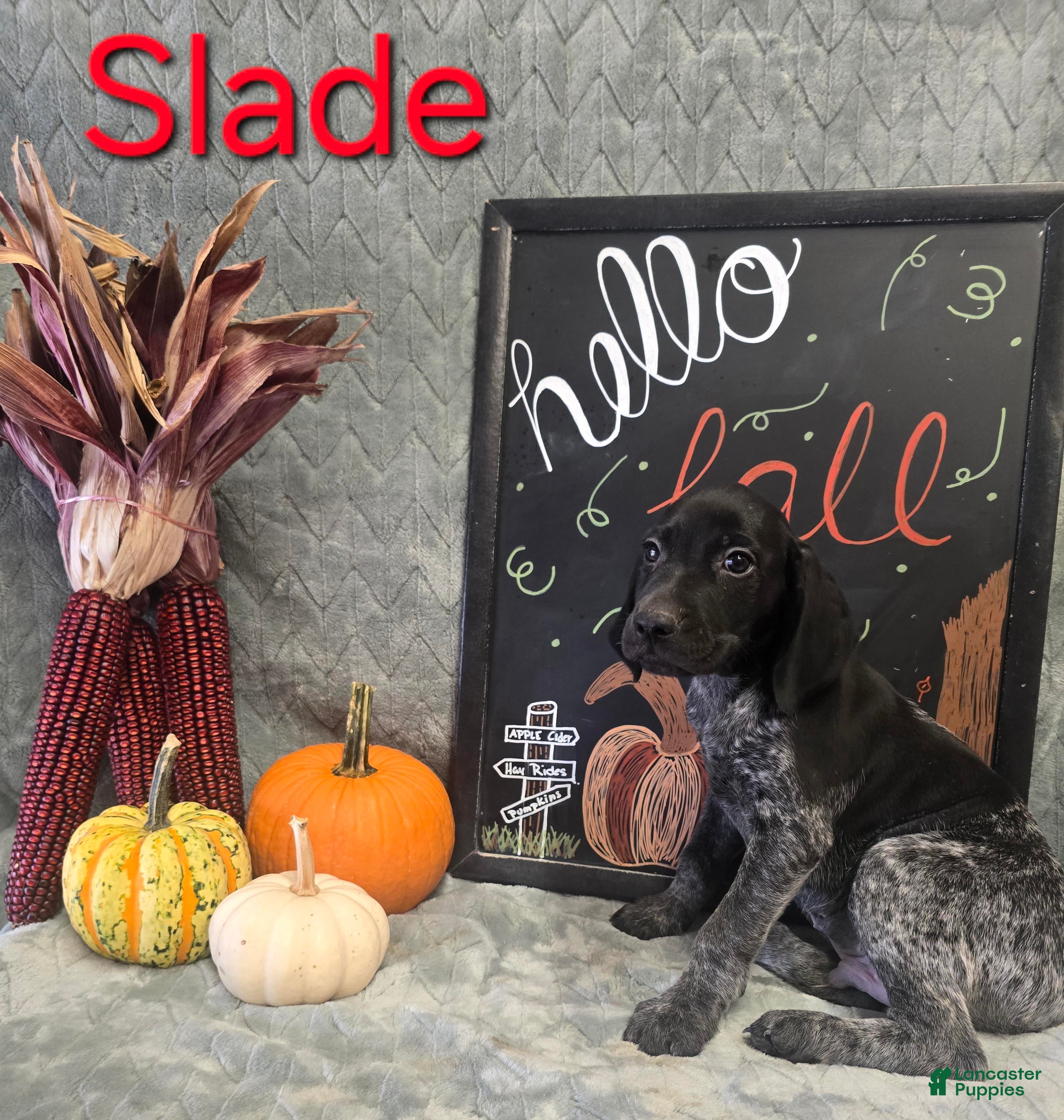 German Shorthaired Pointer dogs German Shorthaired Pointer Puppy 1 - Ad 36