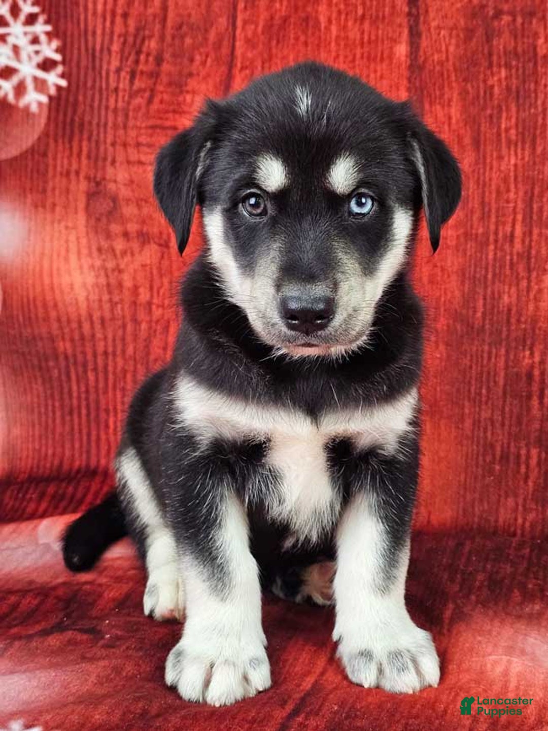 Goberian dogs for sale: Denali - Ad 1