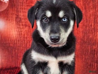 Goberian dogs Denali - Ad 10