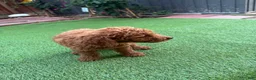 Standard Poodle dogs for sale: Coco - Ad 15