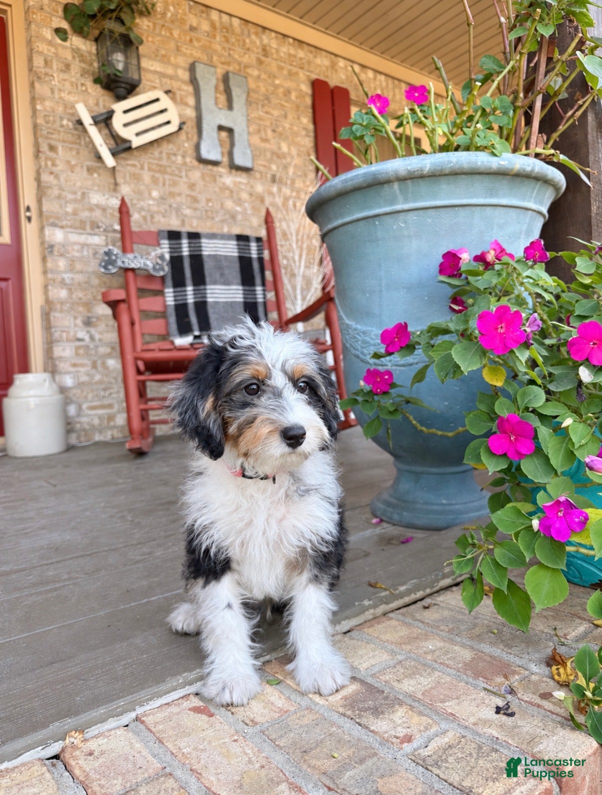 Mini Bernedoodle dogs for sale: Dash  - Ad 32