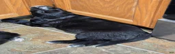 Mixed Breed dogs for sale: Blaze - Ad 3