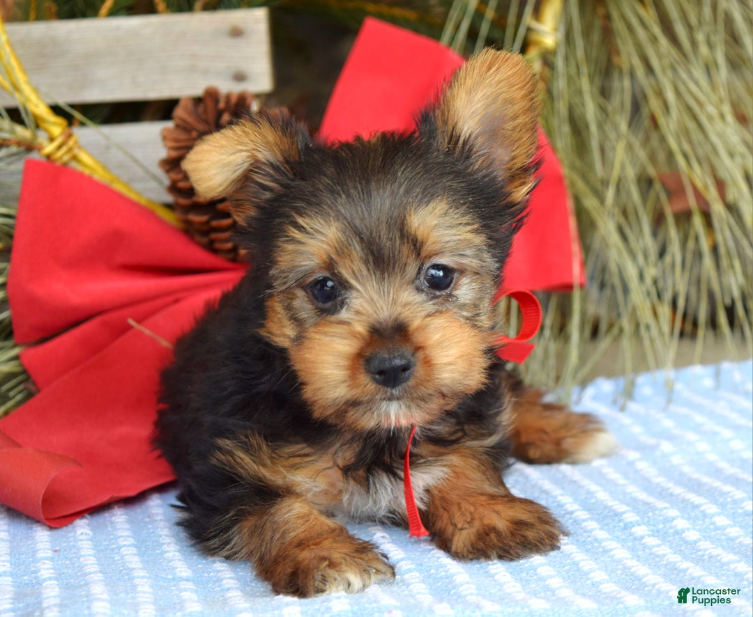 Yorkshire Terrier dogs for sale: Mason - Ad 8