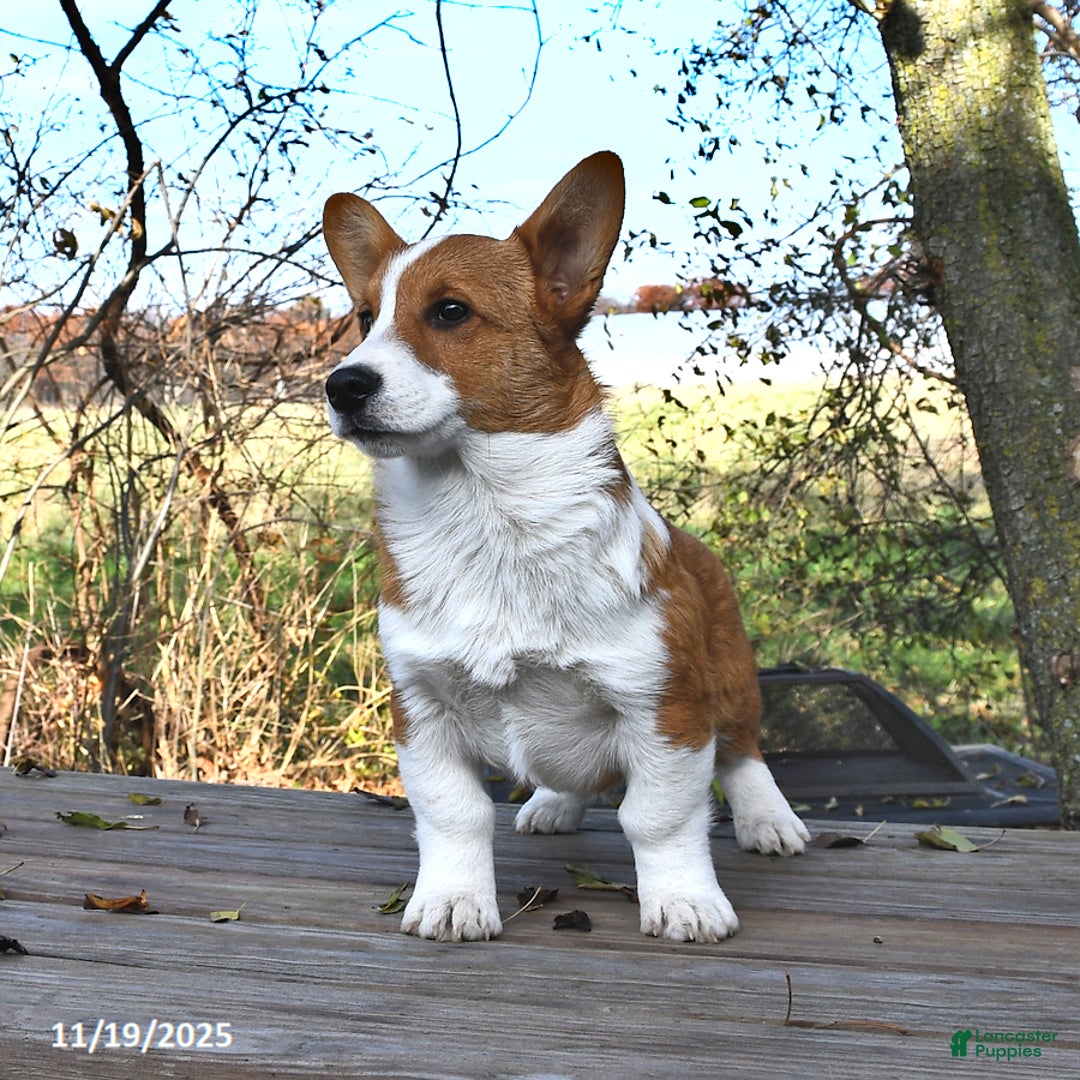 Welsh Corgi Pembroke dogs for sale: Nugget - Ad 2