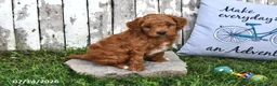 Goldendoodle dogs for sale: Chad - Ad 1