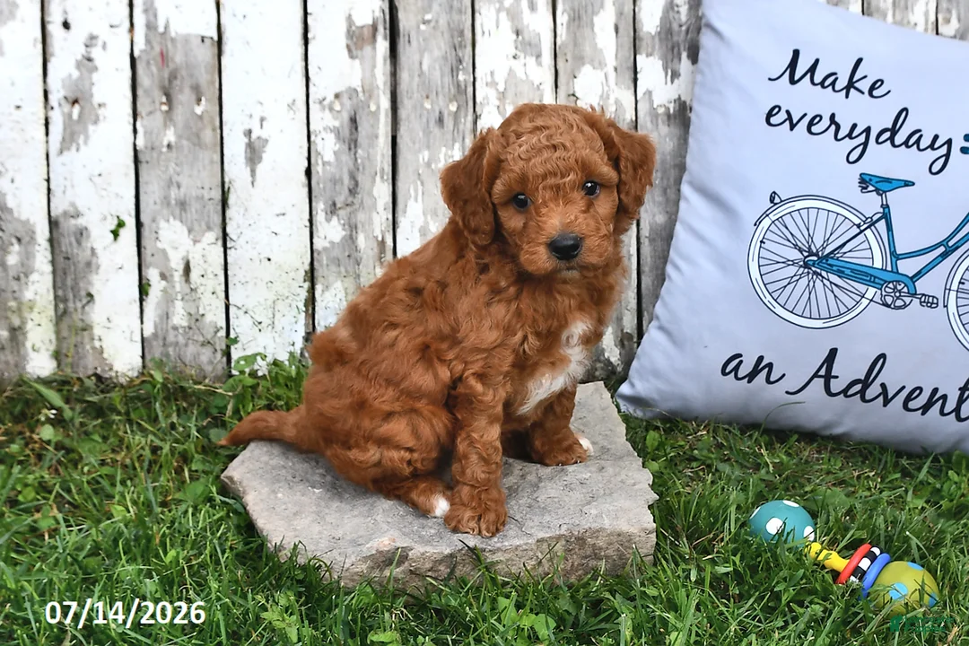 Goldendoodle dogs for sale: Chad - Ad 1
