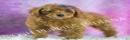Miniature Poodle dogs for sale: Rosie - Ad 4