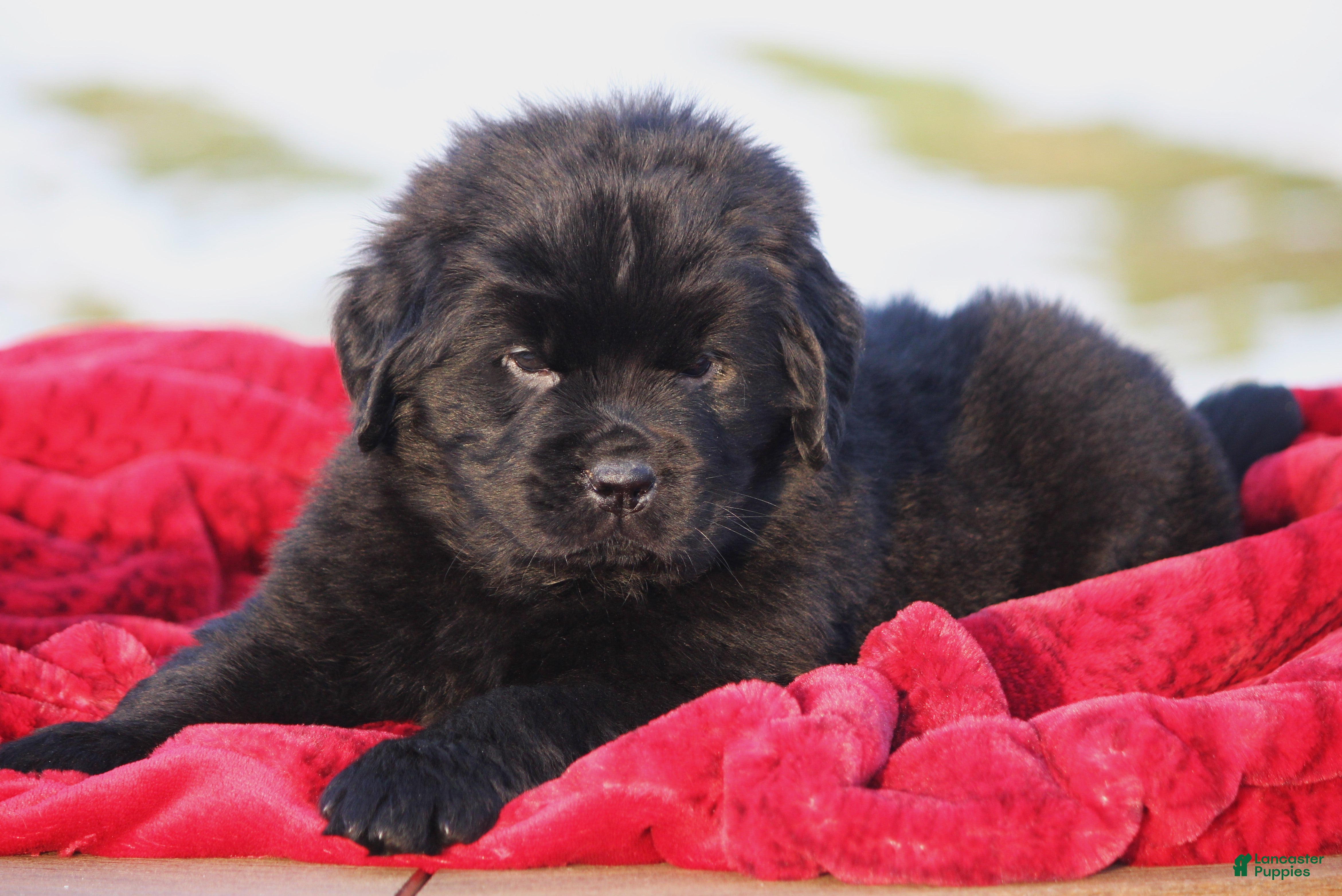 Newfoundland dogs Theo - Ad 18