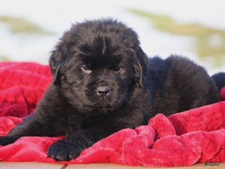 Newfoundland dogs Theo - Ad 38