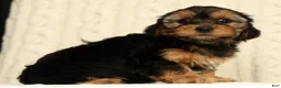Yorkiepoo dogs for sale: Caleb - Ad 5