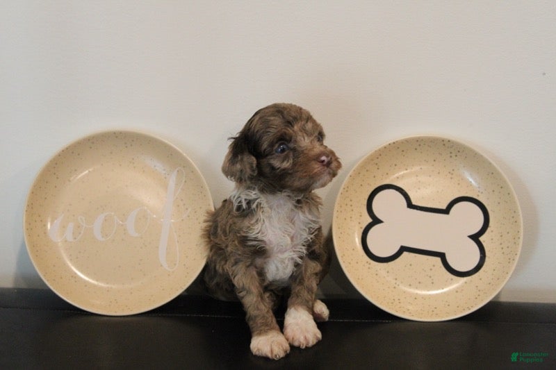 Mixed Breed dogs Male Mini Poodle - Ad 1