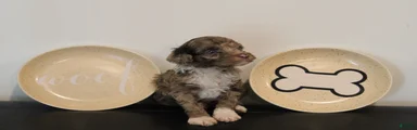 Male Mini Poodle