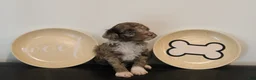 Mixed Breed dogs for sale: Male Mini Poodle - Ad 1