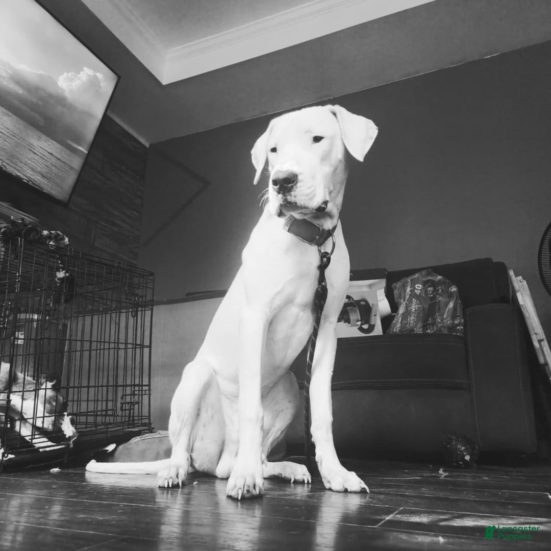 Gallery Image {{count}}