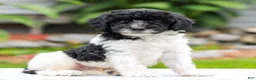 Miniature Labradoodle dogs for sale: Caleb  - Ad 2