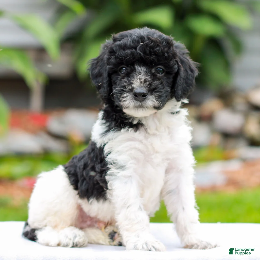 Miniature Labradoodle dogs for sale: Caleb  - Ad 2