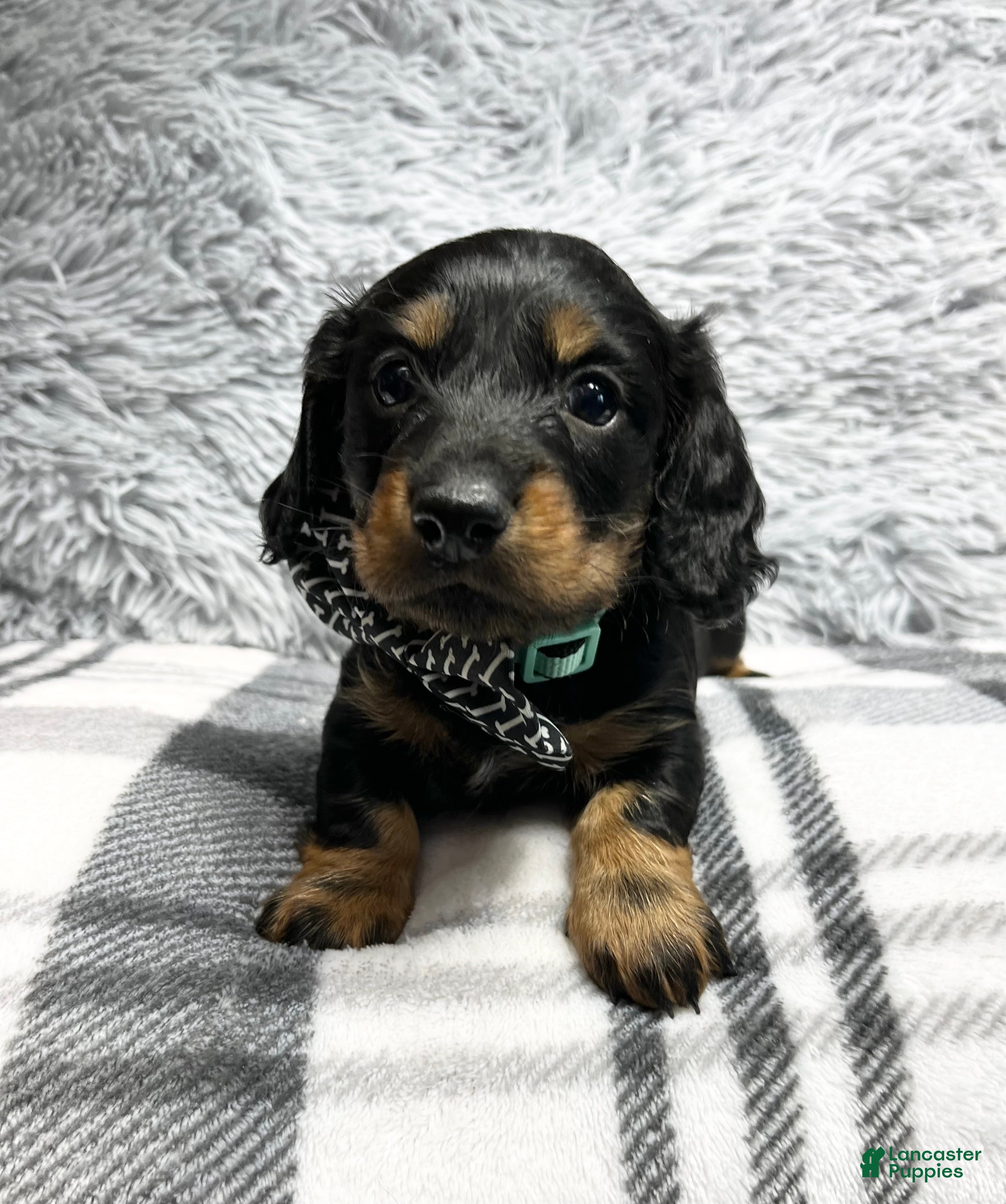 Dachshund dogs Little Bentley - Ad 25